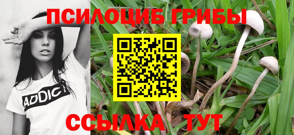 Апатиты  Галлюциногенные грибы мухоморы  Псилоцибиновые грибы Psilocybe  хочу наркоту  Вход с VPN 