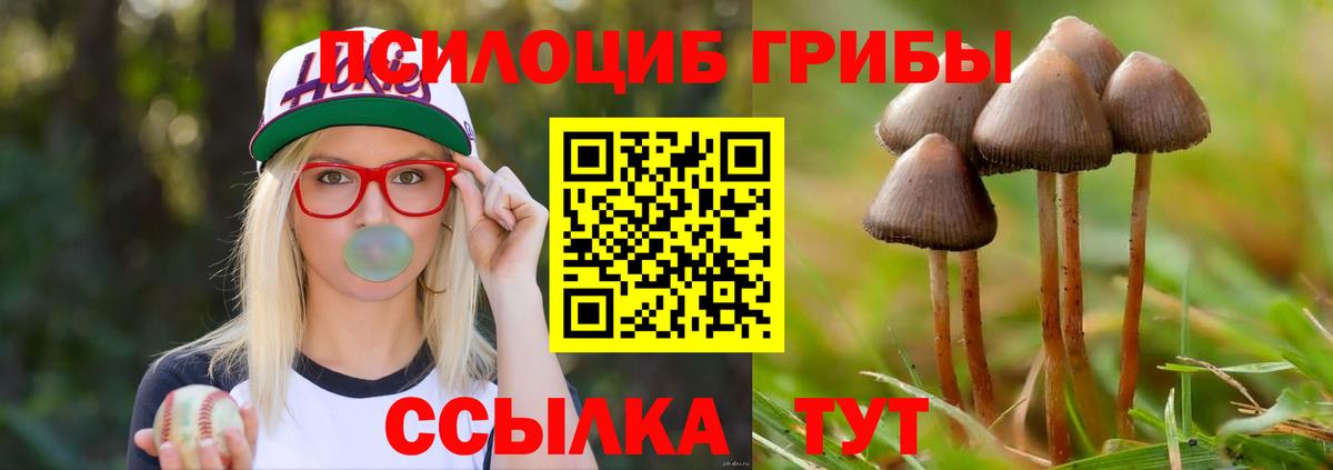 Псилоцибиновые грибы Psilocybine cubensis Апатиты